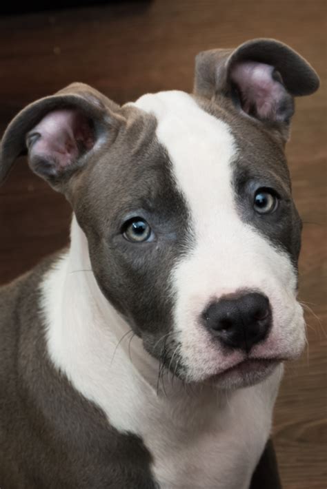 gray and white pitbull puppy|grey pitbull puppy.